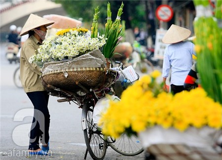 Về Tây Hồ xem vườn cúc họa mi đẹp nao lòng 24