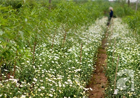 Về Tây Hồ xem vườn cúc họa mi đẹp nao lòng 3