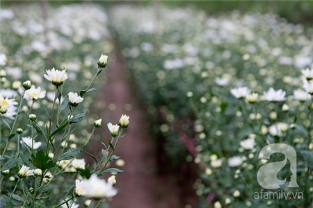 Về Tây Hồ xem vườn cúc họa mi đẹp nao lòng 4