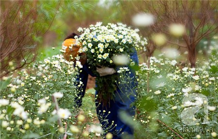 Về Tây Hồ xem vườn cúc họa mi đẹp nao lòng 5