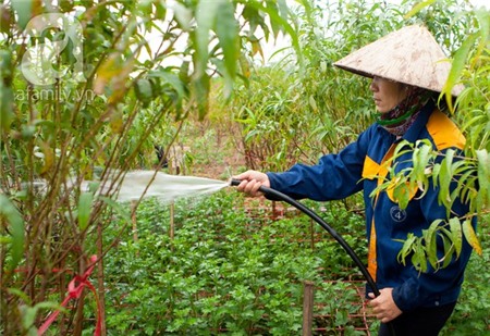 Về Tây Hồ xem vườn cúc họa mi đẹp nao lòng 6