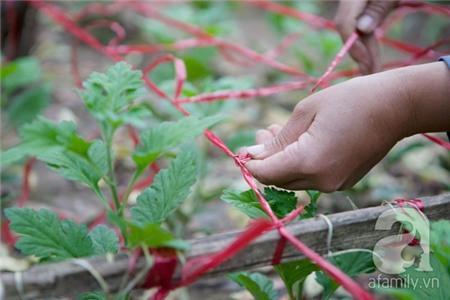 Về Tây Hồ xem vườn cúc họa mi đẹp nao lòng 7