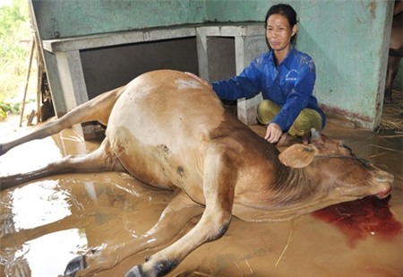 thịt bò, thực phẩm, giá thực phẩm, thực phẩm mùa lũ, lũ lụt, gia súc