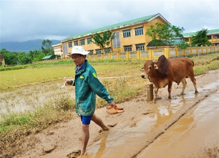 thịt bò, thực phẩm, giá thực phẩm, thực phẩm mùa lũ, lũ lụt, gia súc