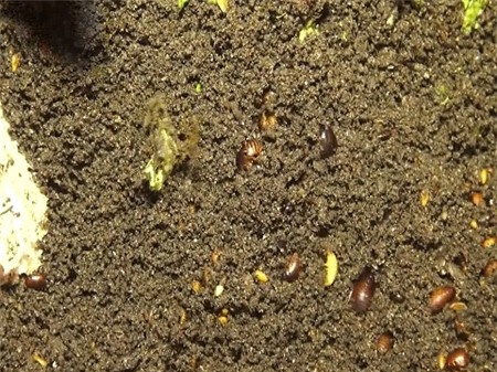 nghề-độc, bế-lợn-thuê, mưu-sinh, bạc-triệu, kiếm-tiền, những-nghề, nuôi-muỗi