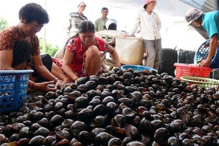 Vận chuyển, nhân nuôi ốc bươu vàng, nếu phát hiện sẽ bị xử phạt 6 triệu đồng và buộc phải tiêu hủy.