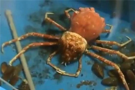 Crab-climb-out-of-its-old-shel-8741-9551