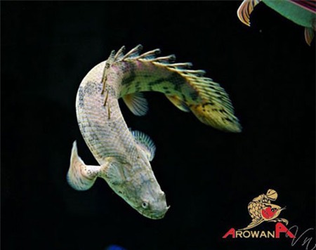 'Quái vật biết đi' giá nửa triệu đồng