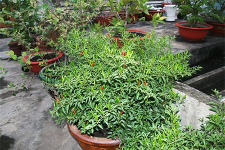 Cây ớt đầy trái