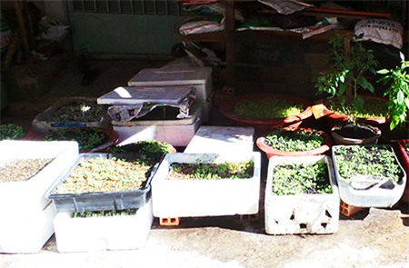 Việc trồng rau sạch để tự phục vụ gia đình đang có xu hướng nở rộ tại TP.HCM