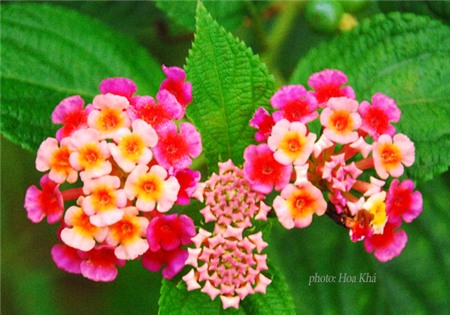 5 bài thuốc Nam trị sổ mũi, ngạt mũi mùa lạnh