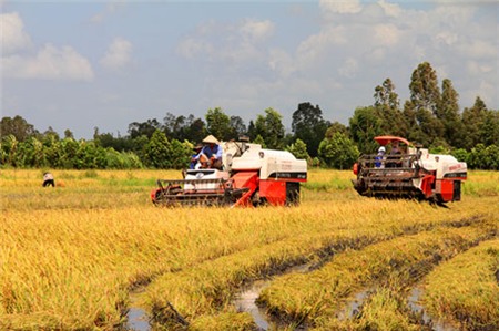 ngân-hàng, vốn, vay, tín-dụng, ĐBSCL, nông-nghiệp, nợ-xấu, tăng-trưởng, cánh-đồng-mẫu-lớn, công-nghiệp-hóa, độc-canh, tín-dụng-đen