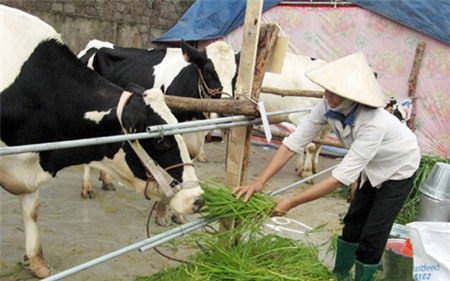bò-sữa, sữa-tươi, sản-xuất-sữa, nông-nghiệp, sản phẩm nông nghiệp, bò sữa, người tiêu dùng