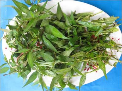 Rau răm: ngay cả phụ nữ cũng không nên ăn nhiều