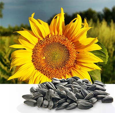 thực-phẩm, tin-đồn, choáng, 2015, đỉa, hạt-hướng-dương, teo-não, chuột-cống, đặc-sản,  thịt-bò, cao-su