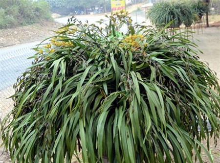 địa-lan, hoa-tết, thị-trường-hoa-tết, hoa-ngày-tết, hoa-địa-lan, lào-cai