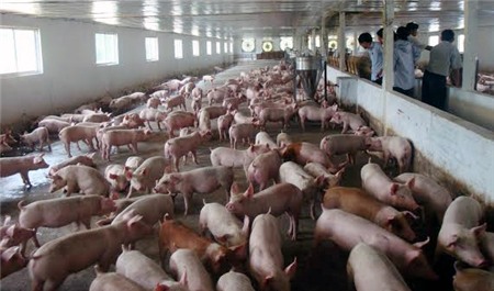 thực-phẩm, Tết-Nguyên-đán, gia-cầm, thị-trường, giá, chăn-nuôi-sạch, VietGap, chăn-nuôi, an-toàn