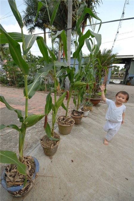 Tết, hoa-Tết, cây-cảnh, độc-đáo, miền-Tây