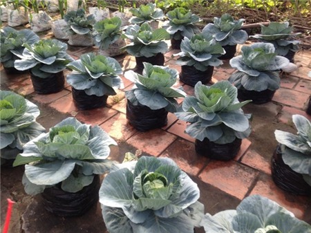 Tết, hoa-Tết, cây-cảnh, độc-đáo, miền-Tây