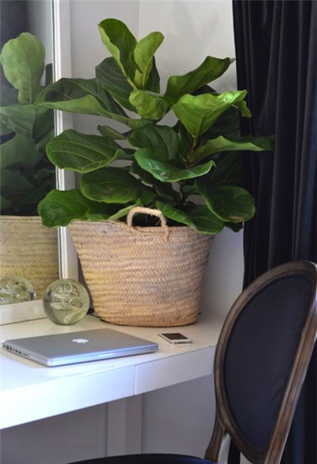 Top cây cảnh đẹp giúp sự nghiệp thăng tiến - 6