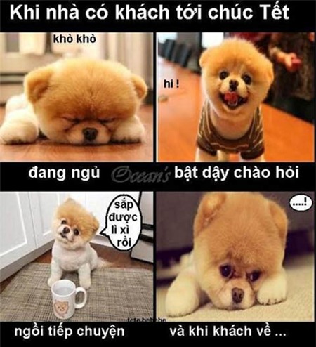 ảnh chế, ảnh hài, Tết