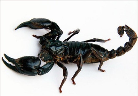 4 đặc sản Việt trứ danh nhưng không phải ai cũng dám ăn 1