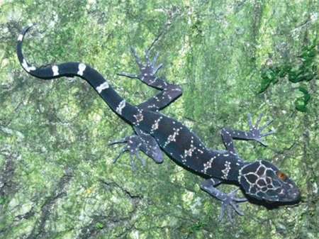 4 đặc sản Việt trứ danh nhưng không phải ai cũng dám ăn 2