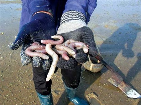 4 đặc sản Việt trứ danh nhưng không phải ai cũng dám ăn 4