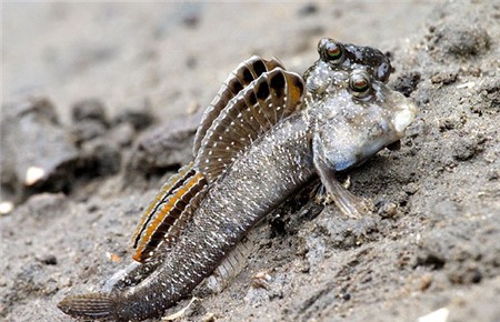 4 đặc sản Việt trứ danh nhưng không phải ai cũng dám ăn 6