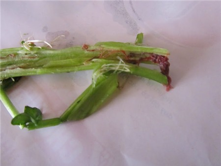 rau, cải-xoong, rau-cần, rau-muống, giun-sán, trứng-giun-sán, sức-khỏe, mù-mắt, chết-người