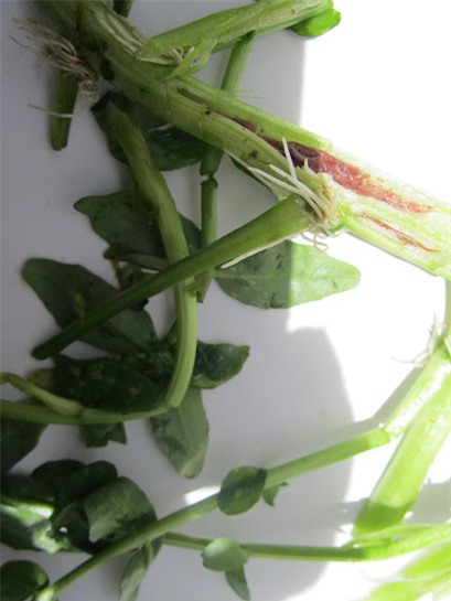 rau, cải-xoong, rau-cần, rau-muống, giun-sán, trứng-giun-sán, sức-khỏe, mù-mắt, chết-người