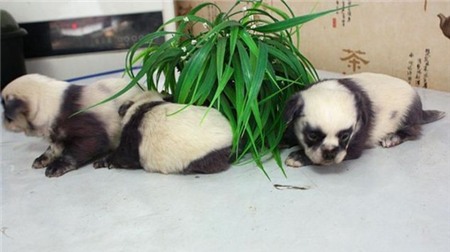 Đàn chó con không giống bố mẹ mà giống... gấu trúc | Chuyện lạ 4 phương,Chuyện lạ thế giới,Phi thường,Chuyện lạ có thật,Chuyện lạ khó tin