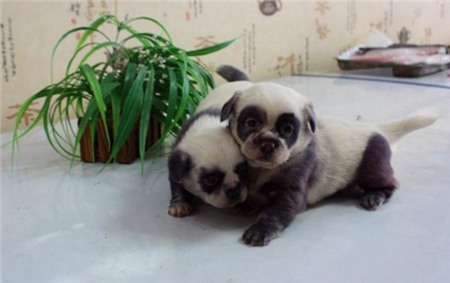 Đàn chó con không giống bố mẹ mà giống... gấu trúc | Chuyện lạ 4 phương,Chuyện lạ thế giới,Phi thường,Chuyện lạ có thật,Chuyện lạ khó tin