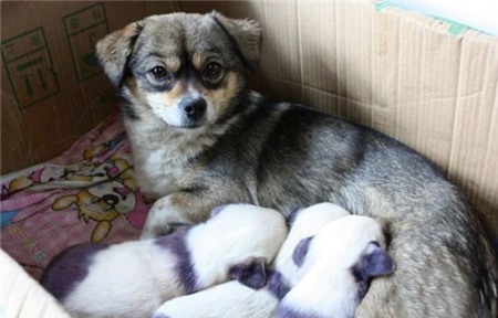 Đàn chó con không giống bố mẹ mà giống... gấu trúc | Chuyện lạ 4 phương,Chuyện lạ thế giới,Phi thường,Chuyện lạ có thật,Chuyện lạ khó tin