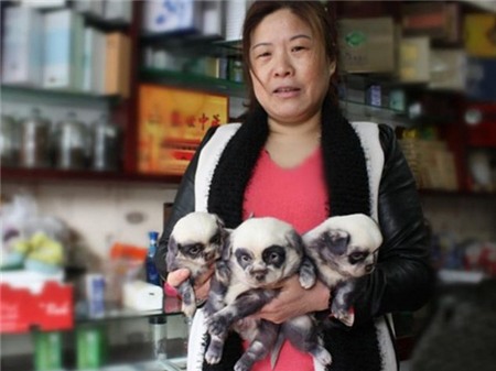 Đàn chó con không giống bố mẹ mà giống... gấu trúc | Chuyện lạ 4 phương,Chuyện lạ thế giới,Phi thường,Chuyện lạ có thật,Chuyện lạ khó tin