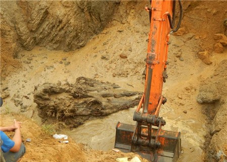 gỗ sưa; Quảng Bình