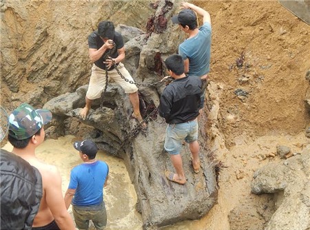 gỗ sưa; Quảng Bình