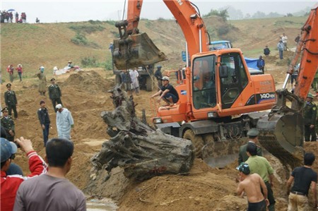 gỗ sưa; Quảng Bình