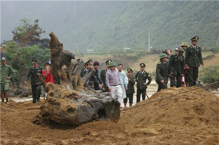 gỗ sưa; Quảng Bình