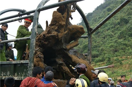 gỗ sưa; Quảng Bình