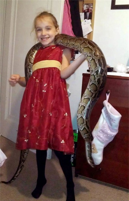 Krista đang vác một con trăn Myanmar lớn vào dịp lễ Giáng sinh