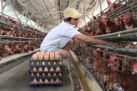 Giá trứng giảm dưới giá thành 350 đồng/quả nhưng vẫn phải nuôi vì không ai mua gà thịt.