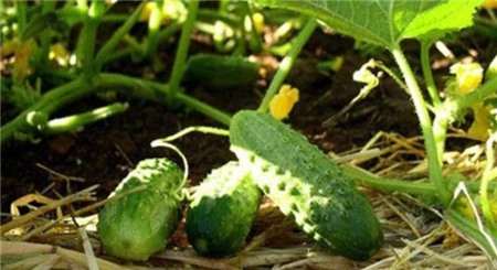 https://ttol.vietnamnetjsc.vn//2014/02/28/15/27/bai-thuoc-ai-cung-nen-biet-dung-dua-chuot-cap-cuu-nguoi-ngo-doc_1.jpg
