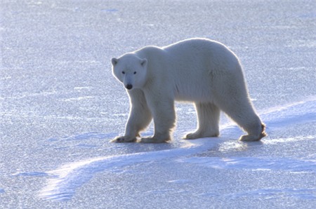 polar-bear-migration-7992-1393557165.jpg