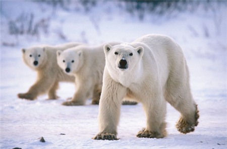 polar-bear-21-9076-1393557165.jpg