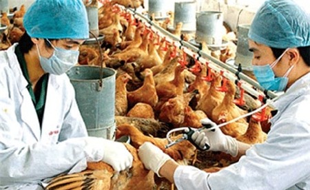 cúm gia cầm H5N1, H7N9