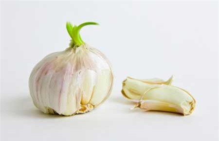 Tỏi cũ mọc mầm – Đừng vứt!