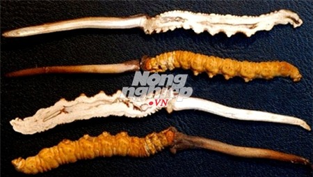 đông-trùng-hạ-thảo, tăng-cường-sinh-lực, pín-hải-cẩu, giả, trung-quốc, Tây-tạng