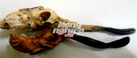 đông-trùng-hạ-thảo, tăng-cường-sinh-lực, pín-hải-cẩu, giả, trung-quốc, Tây-tạng