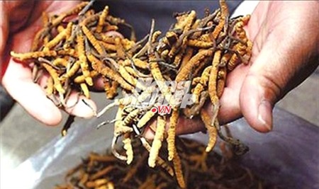 đông-trùng-hạ-thảo, tăng-cường-sinh-lực, pín-hải-cẩu, giả, trung-quốc, Tây-tạng